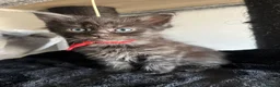 Maine Coon cats for sale: READY NOW! Maine Coon kittens  - Advert 5