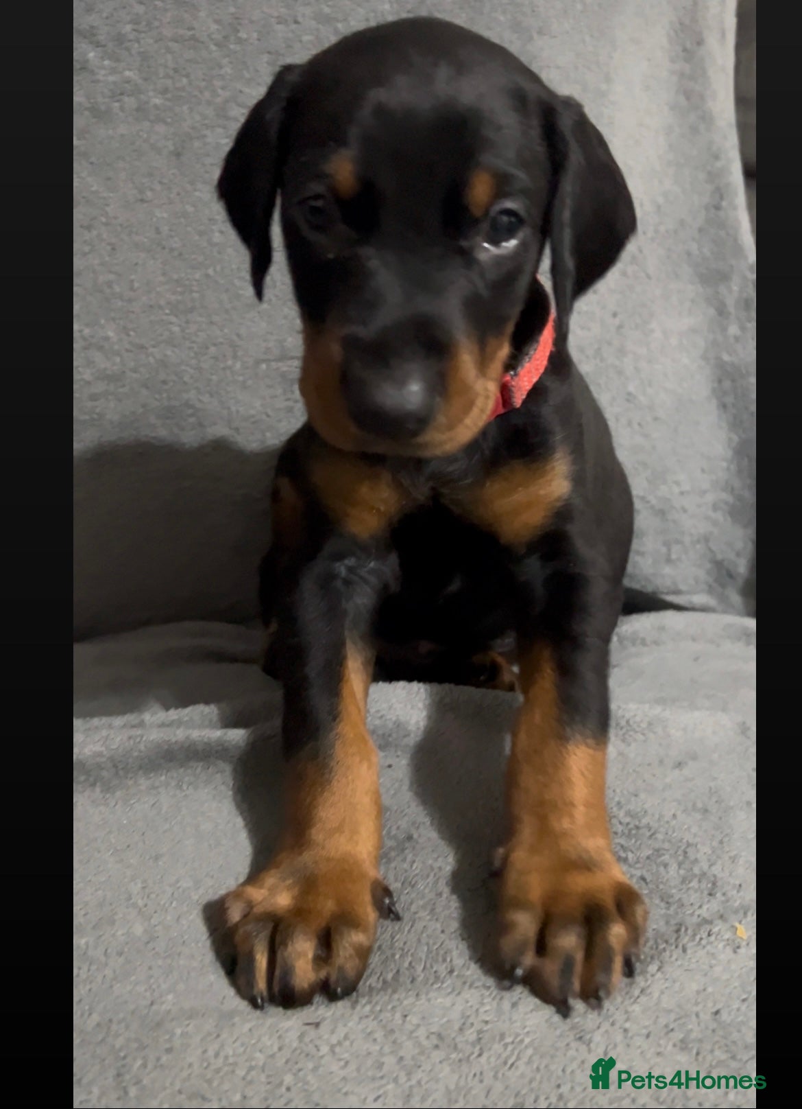 Dobermann dogs ALL RESERVED beautiful Doberman puppies - Advert 15