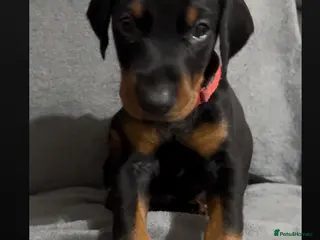 Dobermann dogs ALL RESERVED beautiful Doberman puppies - Advert 15