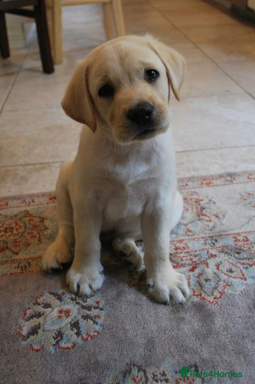 Labrador Retriever dogs for sale: labrador puppies looking for new homes  - Image 3