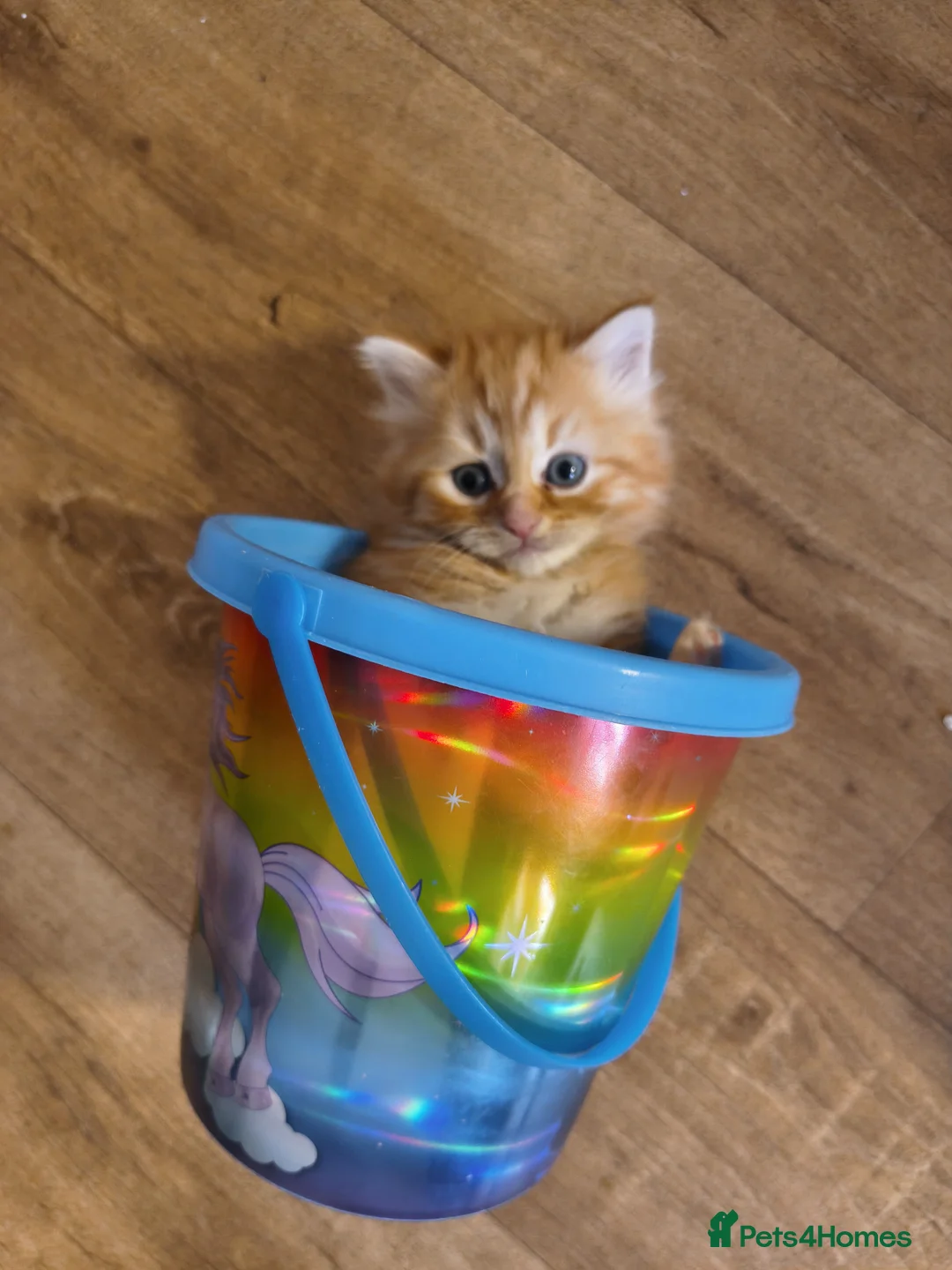 Persian cats for sale: Persian x maincoon  - Advert 2