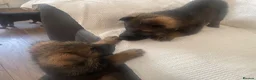 German Shepherd dogs for sale: GERMAN SHEPHERD PUPS WORKING LINE in Wigan - Advert 19