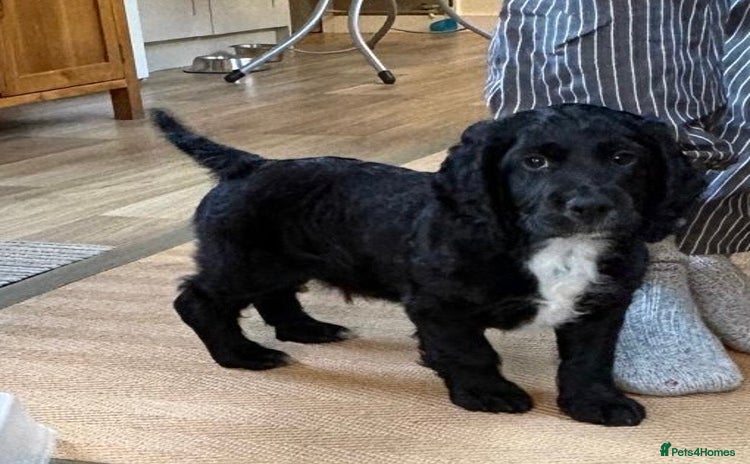 Cocker Spaniel dogs - Advert 13