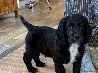 Cocker Spaniel dogs - Advert 14