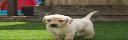 Labrador Retriever dogs for sale: KC registered stunning black labradors  in Heywood - Advert 18