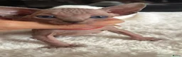 Sphynx cats for sale: 5 star kittens for 5 star homes - Advert 8