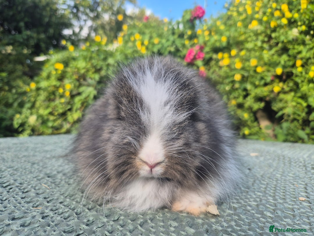 Angora rabbits for sale: 😍Large Angora babies- parents imported from 🇫🇷  - Image 18
