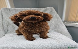Toy Poodle dogs for sale: Leo sweet boy - Image 3