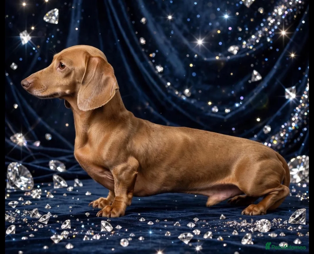 Miniature Dachshund dogs for stud: Cream mini stud  - Advert 1