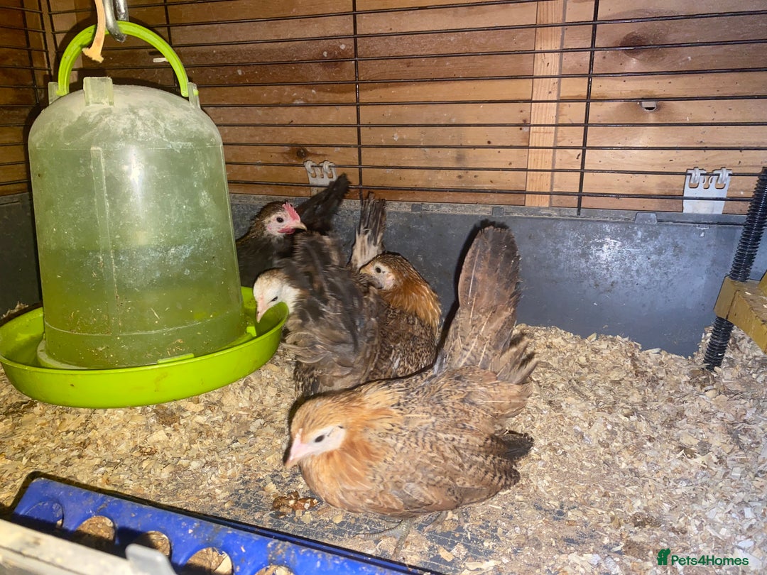 Chickens poultry for sale: Brahma, Serama, Light Sussex, hybrids - Advert 3