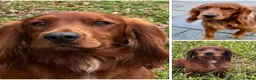 Cocker Spaniel dogs for stud: Fully health tested KC reg Working Cocker at Stud - Advert 8