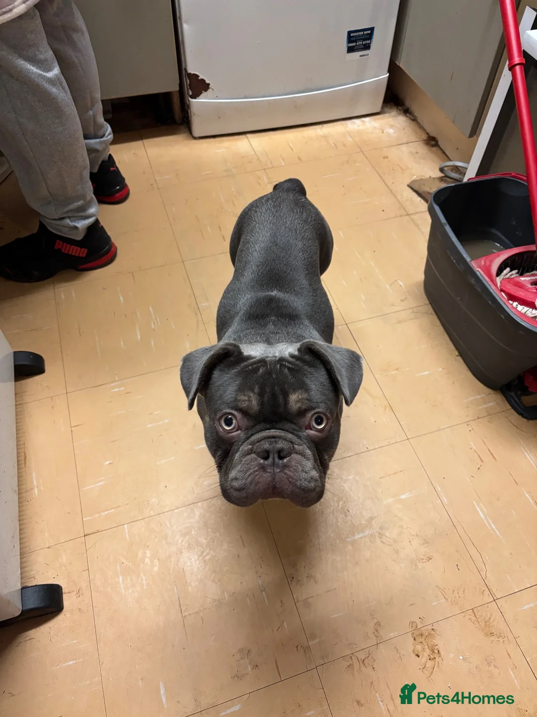 French Bulldog dogs for sale: Dog for sale  - Advert 11