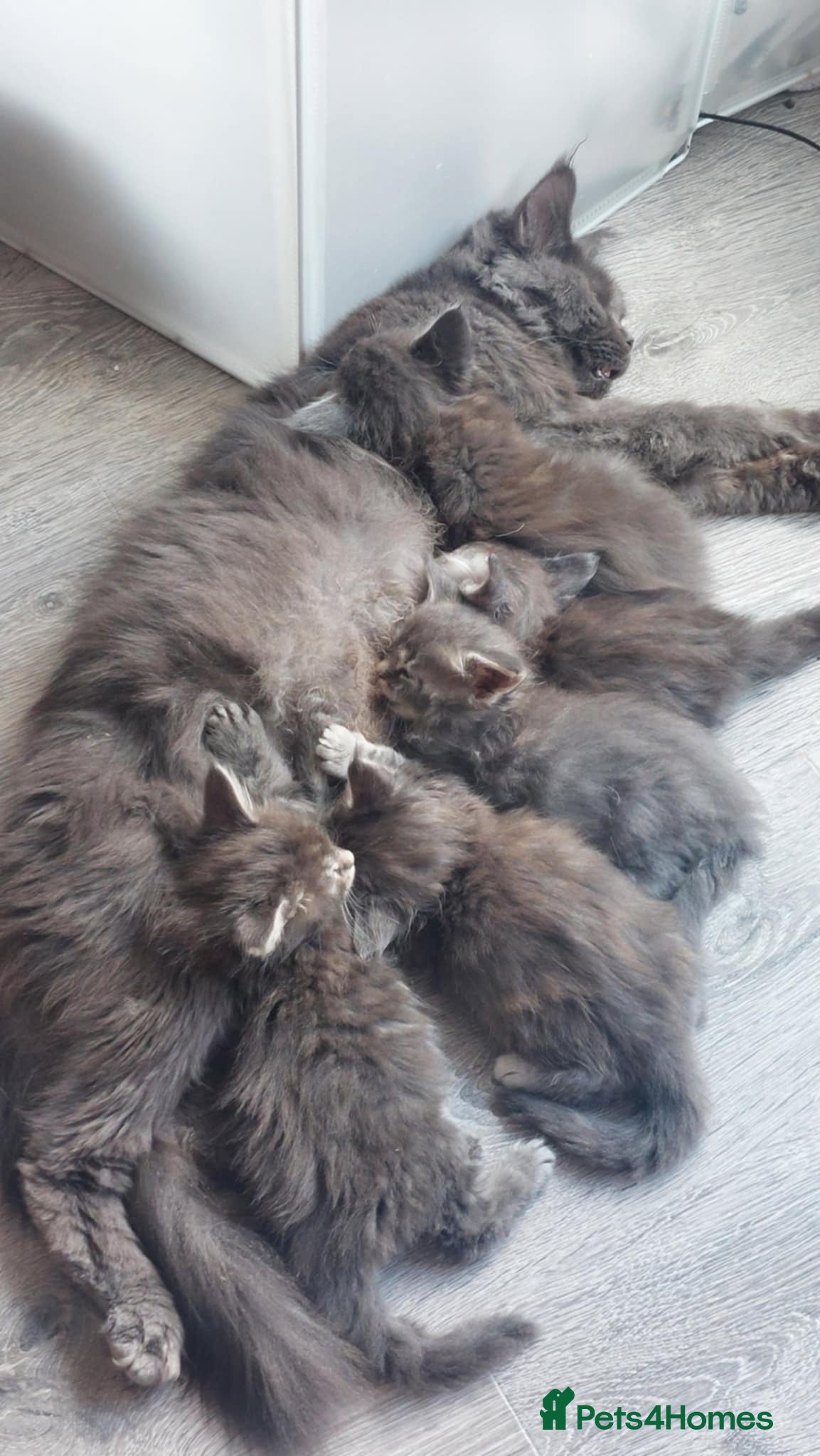 Maine Coon cats Full pedigree Maine Coon kittens for sale  - Advert 3