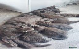 Maine Coon cats for sale: Full pedigree Maine Coon kittens for sale  - Advert 1