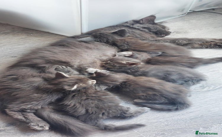 Maine Coon cats - Advert 1