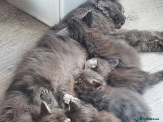 Maine Coon cats Full pedigree Maine Coon kittens for sale - Advert 6