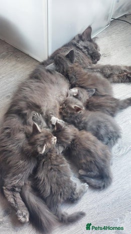 Maine Coon cats - Advert 1