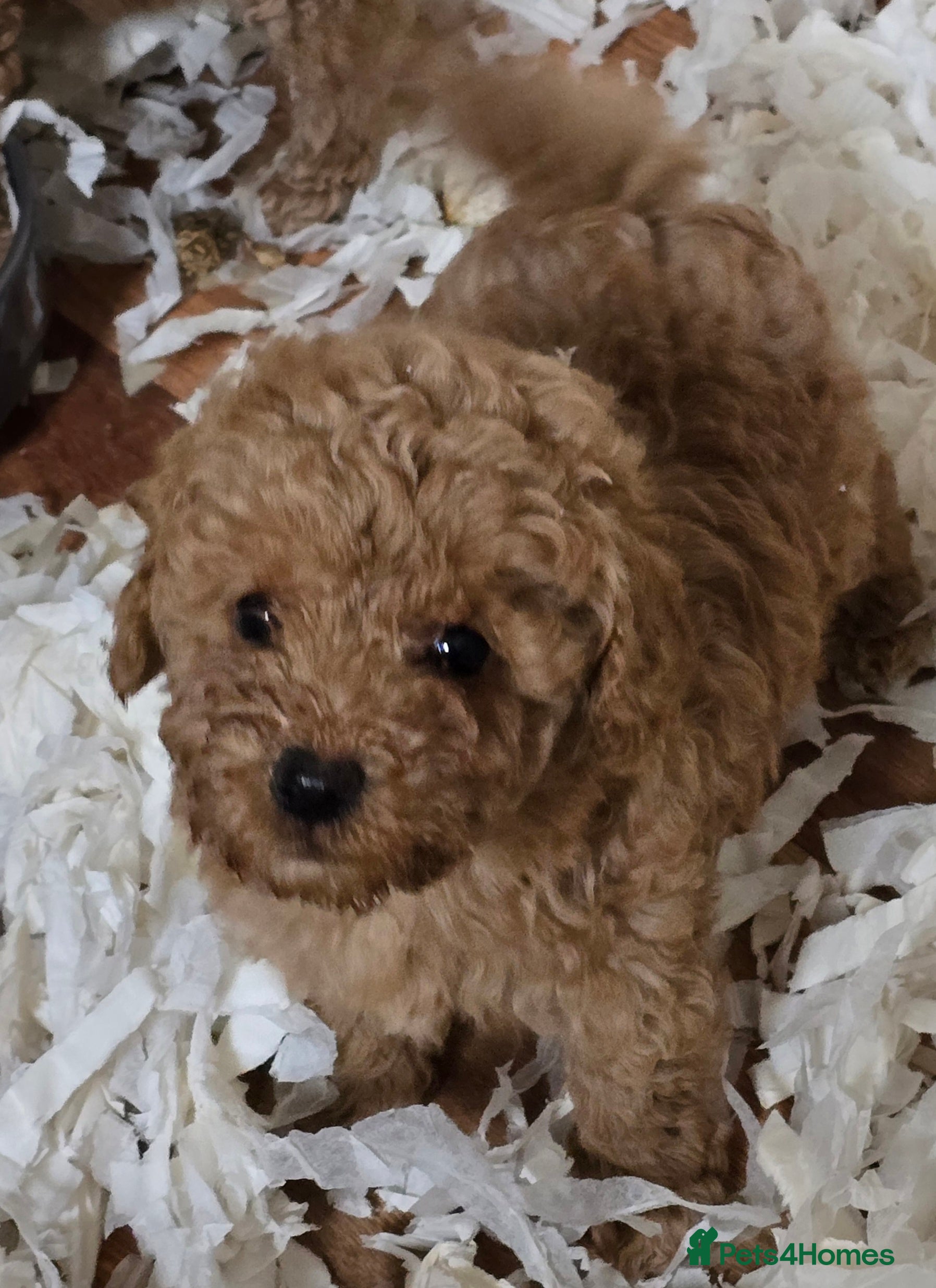 Miniature Poodle dogs Fox Red miniature poodle puppies  - Advert 14