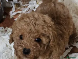 Miniature Poodle dogs Fox Red miniature poodle puppies - Advert 14