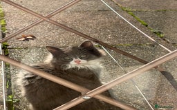 Mixed Breed cats for sale: Fluffy beautiful kitten - Advert 4