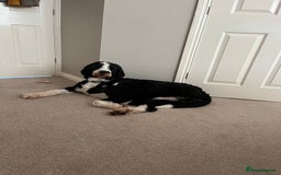 Bernedoodle dogs for stud: Bernadoodle for Stud  - Image 6