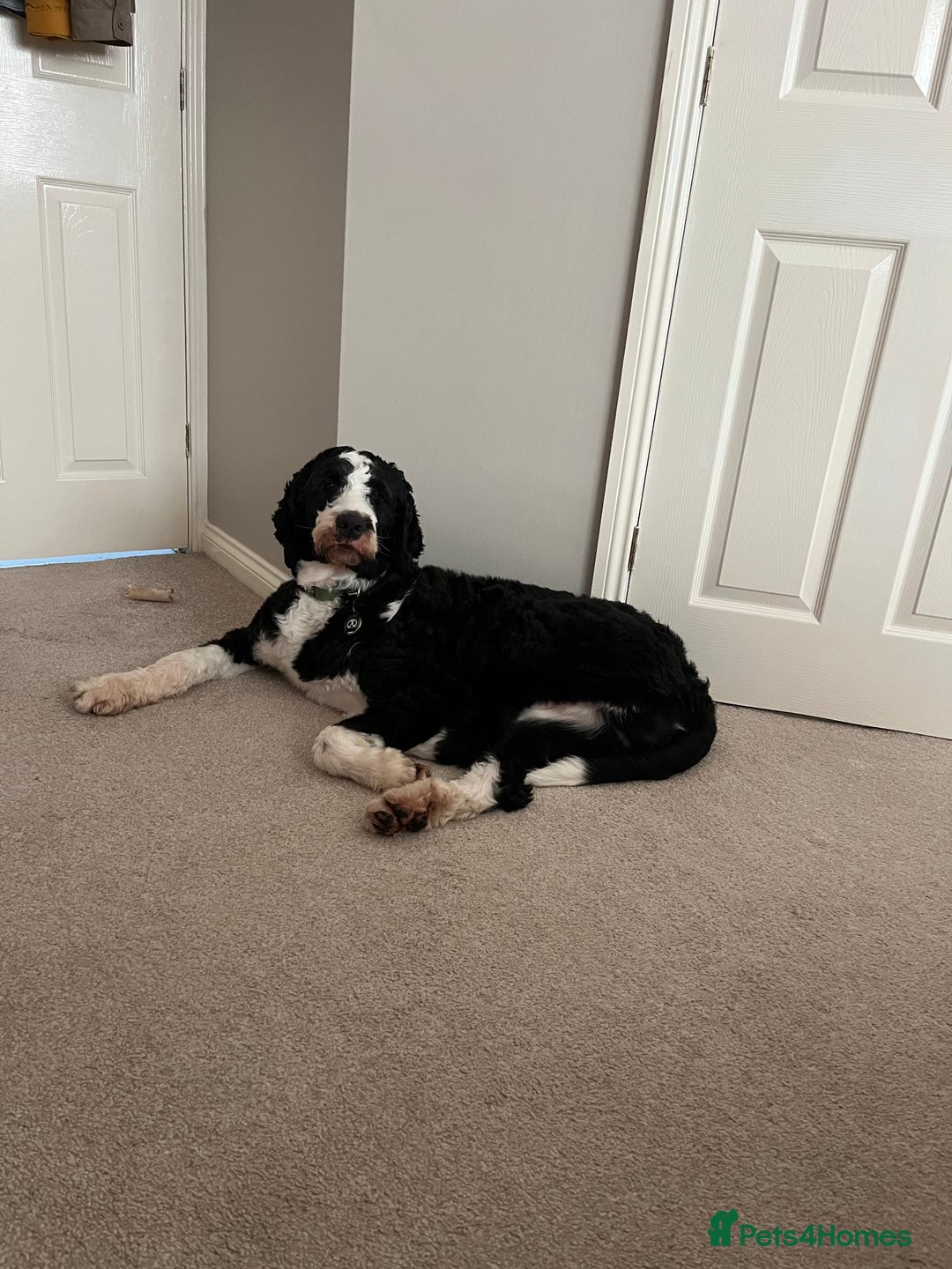 Bernedoodle dogs for stud: Bernadoodle for Stud  - Image 6