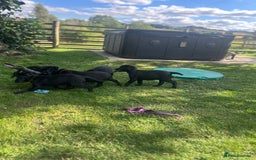 Labrador Retriever dogs for sale: KC Registered Black Labrador Pups 🐾 - Image 30