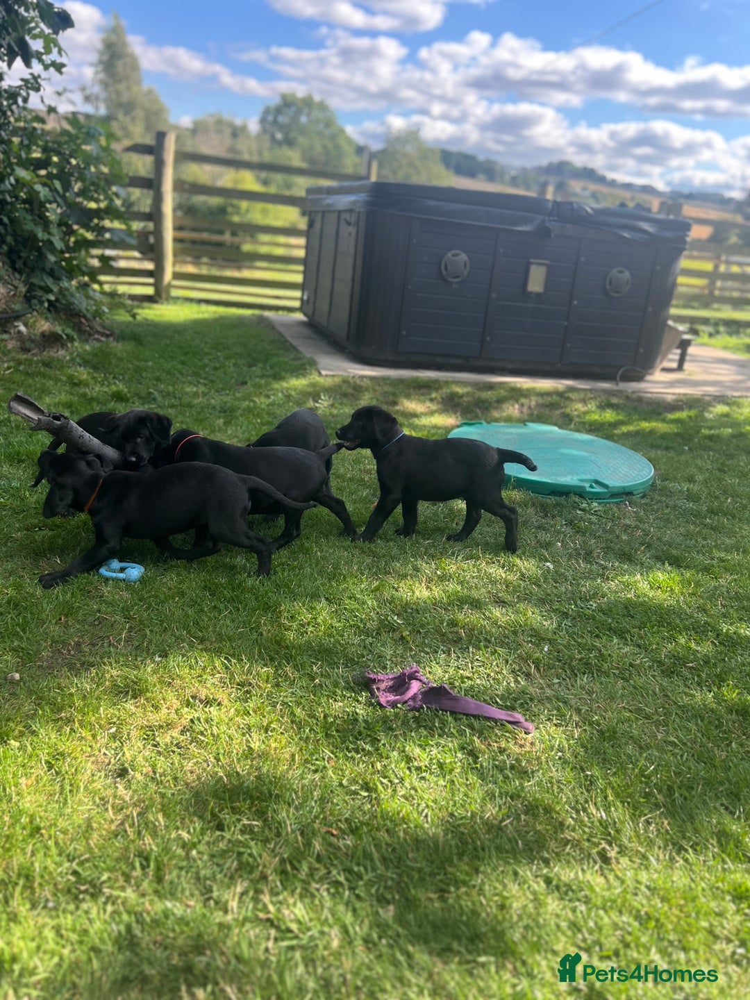 Labrador Retriever dogs for sale: KC Registered Black Labrador Pups 🐾 - Image 30