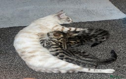 Bengal cats for sale: Bengal kittens 1 MALE REMAINING!! Ready now! - Image 1