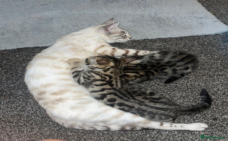 Bengal cats - Advert 1
