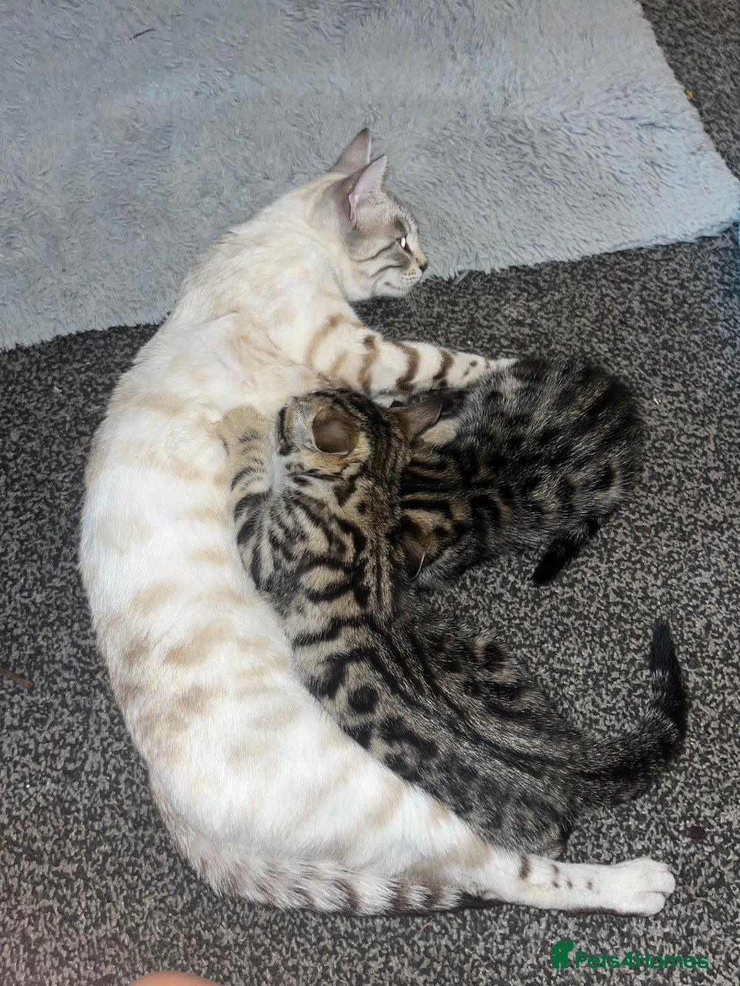 Bengal cats for sale: Bengal kittens 1 MALE REMAINING!! Ready now! - Image 1