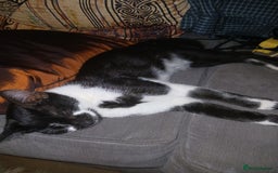 European cats for sale: 3 adorable kittens for sale  - Image 4