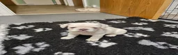 French Bulldog dogs for sale: Ready to leave now Rare Platinum French bulldogs   - Advert 27