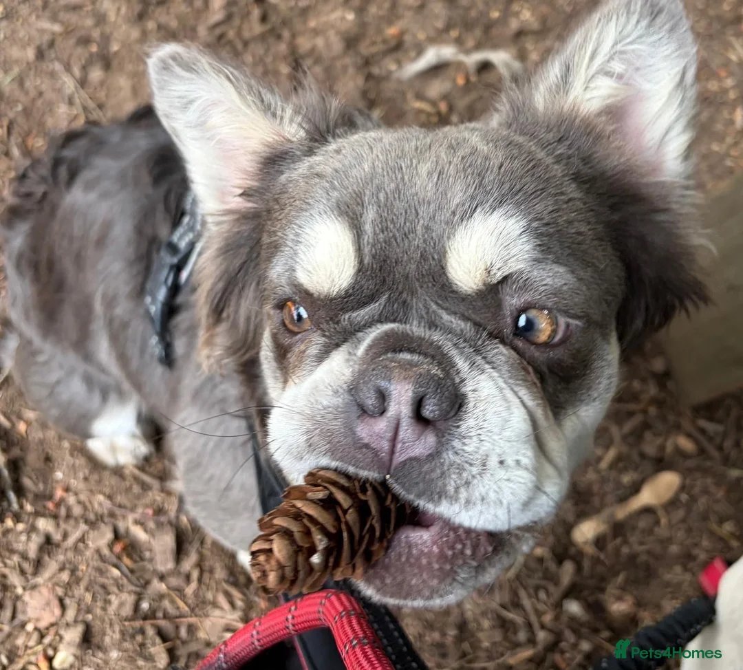 French Bulldog dogs for sale: Coco French bulldog in Gerrards Cross - Advert 4