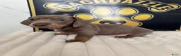 Dachshund dogs for sale: Beautiful Standard Dachshund Puppies - Advert 2