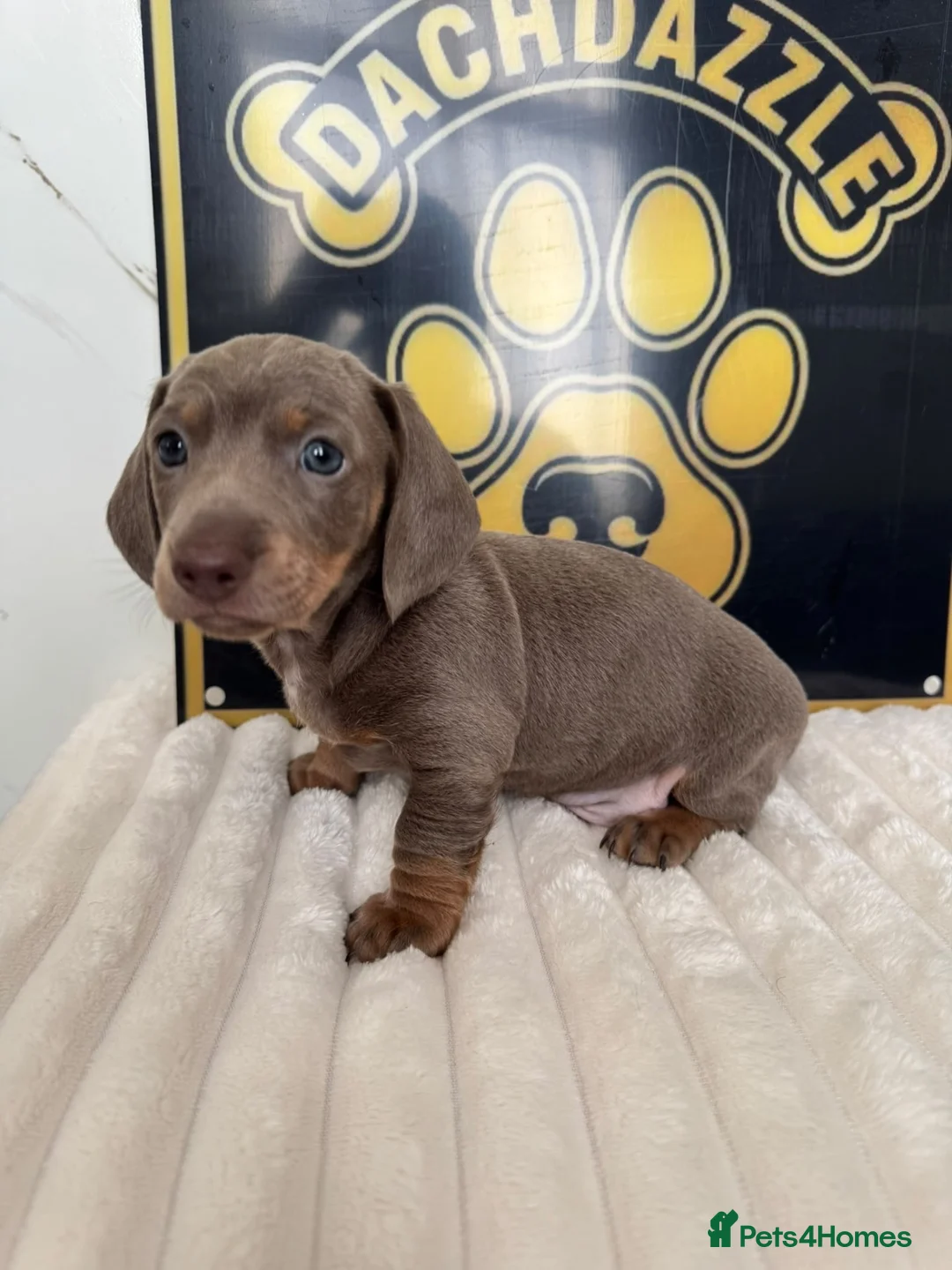 Dachshund dogs for sale: Beautiful Standard Dachshund Puppies - Advert 2