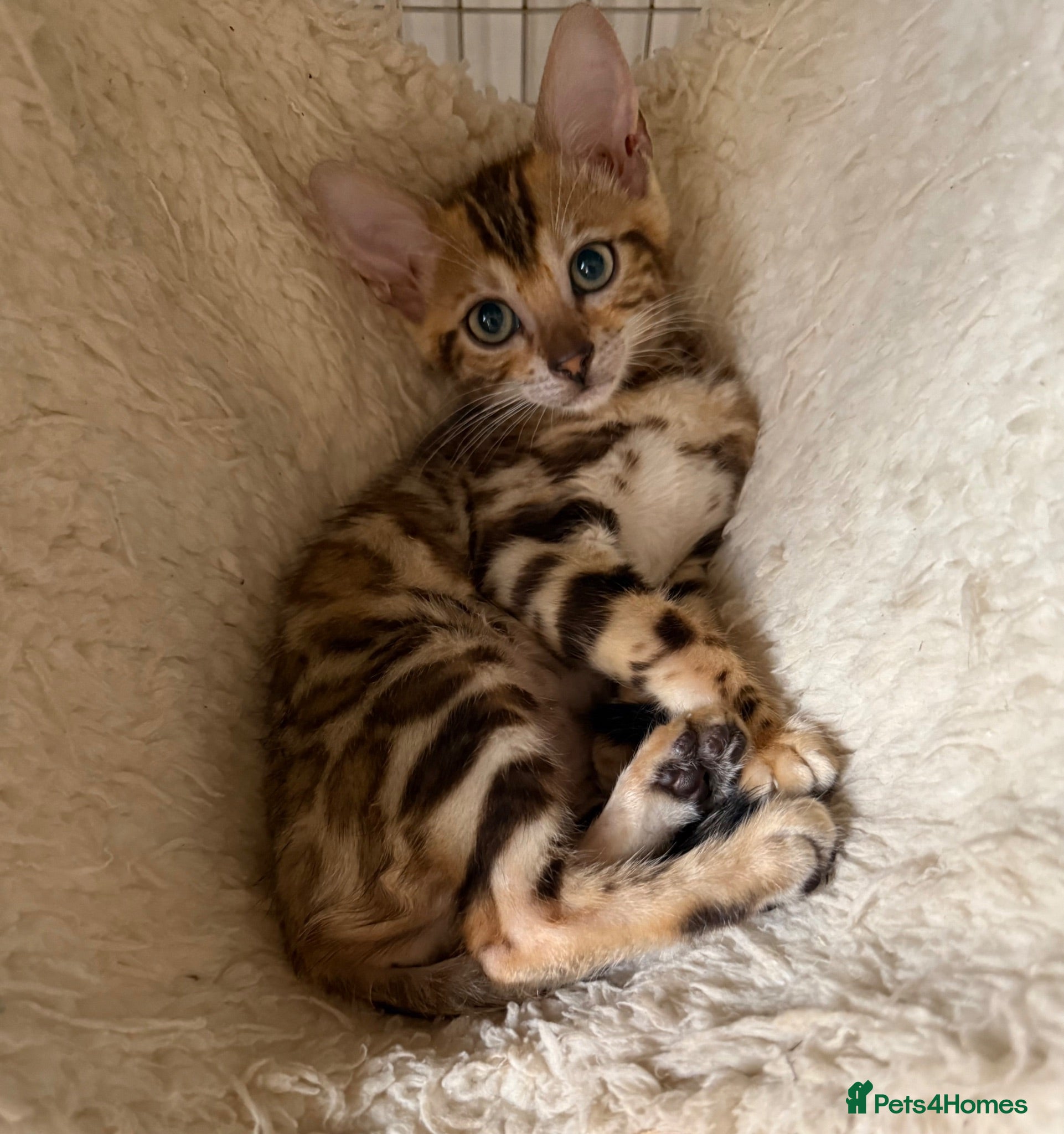 Bengal cats Ready now! 🐾 Pedigree TICA Bengal kittens 🐆  - Advert 1