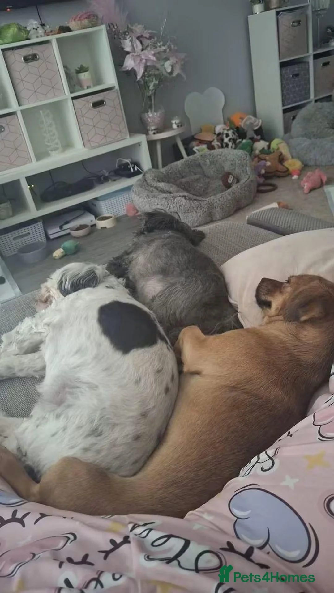 Mixed Breed dogs for adoption: Meet Tinkerbelle, currently residing in Essex in Rayleigh - Advert 9