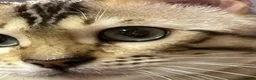 Bengal cats for sale: Beautiful Bengal family members - Advert 9