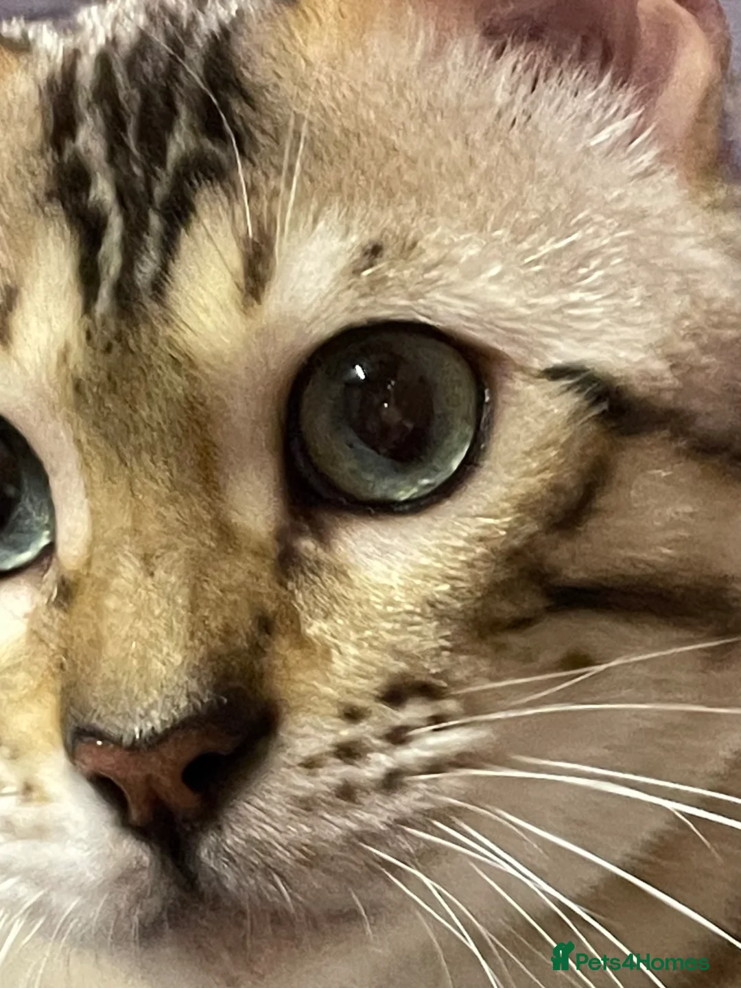 Bengal cats for sale: Bengal family members (all castrated) - Advert 2
