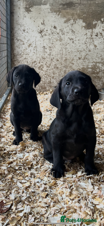 Labrador Retriever dogs - Advert 2
