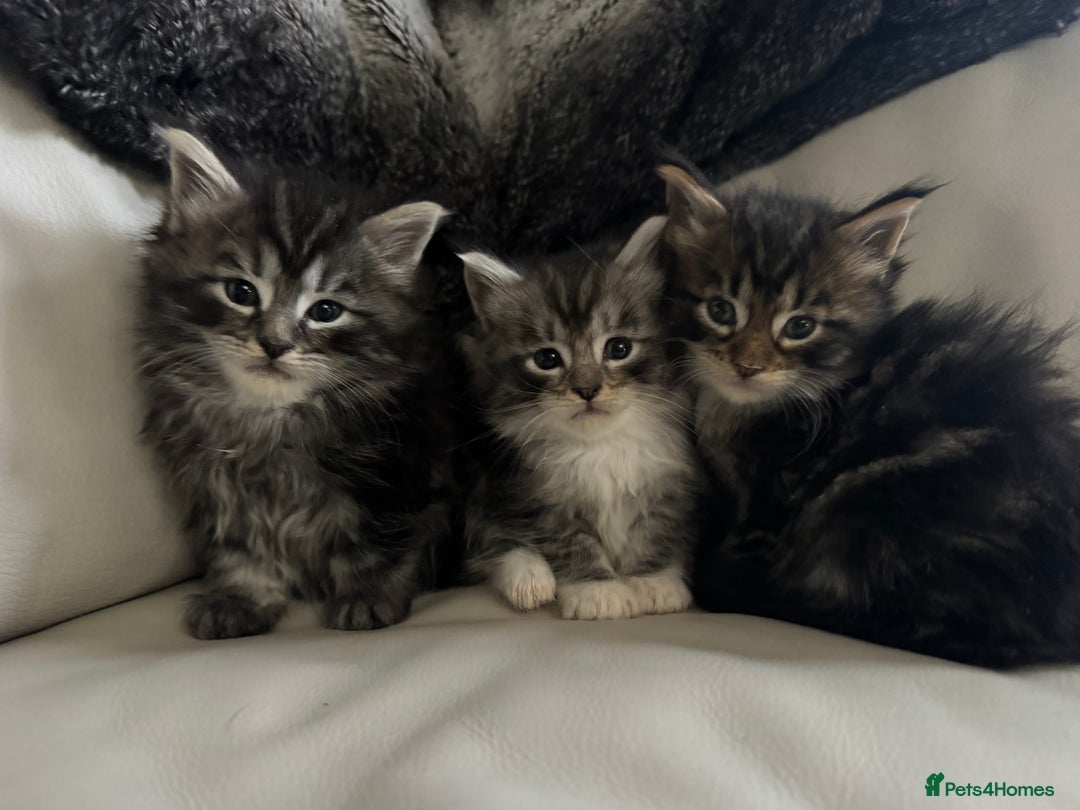 Maine Coon cats for sale: XXL kittens ready September  - Image 1