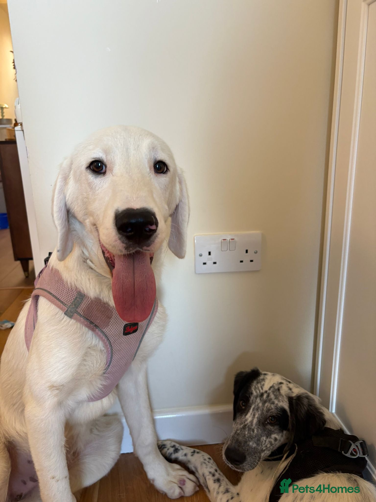 Mixed Breed dogs Casper – Dalmatian Mix Rescue Boy Needs Home - Advert 14