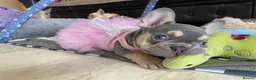 French Bulldog dogs for sale: FRENCH BULLDOGS, MERLE, ROJO, ISABELLA NEWSHADE. - Advert 17