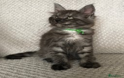 Maine Coon cats for sale: MaineCoon Kittens Black Smoke 1 Boy & 2 Girls - Image 6