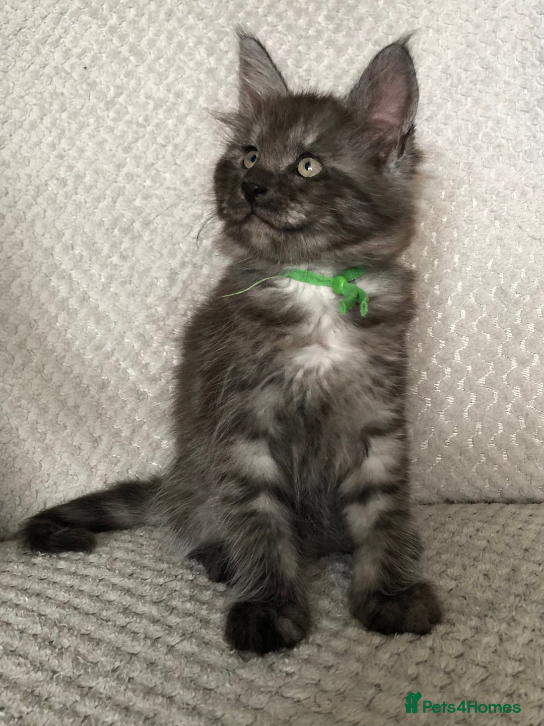 Maine Coon cats for sale: MaineCoon Kittens Black Smoke 1 Boy & 2 Girls - Image 6