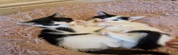 Mixed Breed cats for sale: Playful kittens looking for their furrever homes - Advert 13