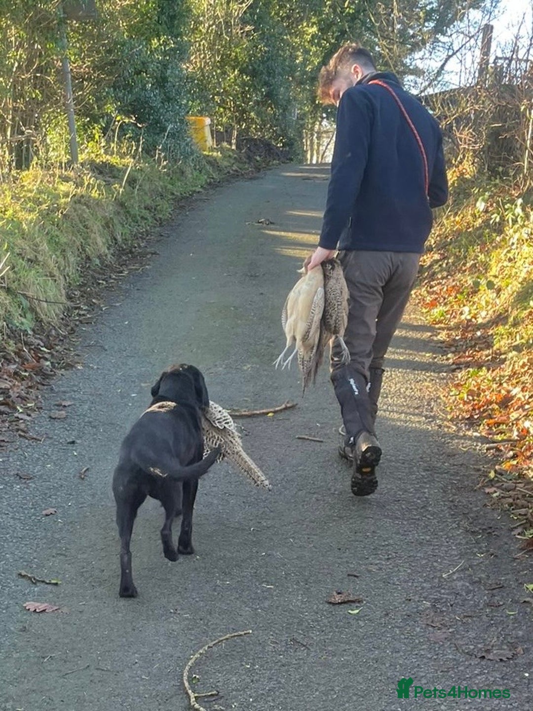 Labrador Retriever dogs for sale: Beautiful Black KC Reg Labrador Pups - Advert 2