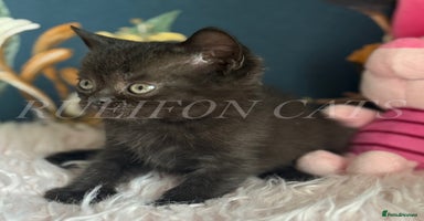 British Shorthair cats - Advert 14