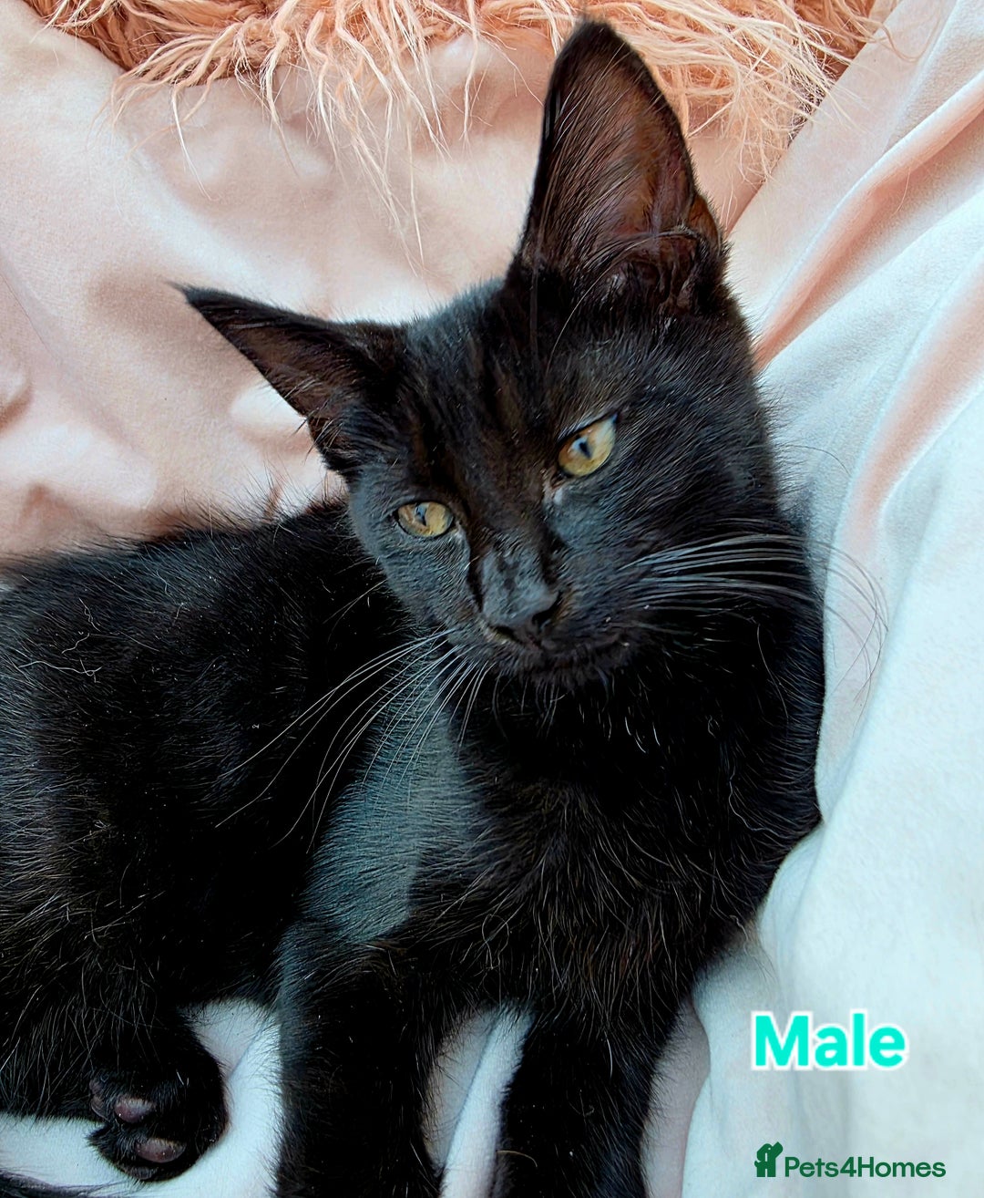 Mixed Breed cats for sale: Maine Coon X Kittens Still Available!! - Image 6